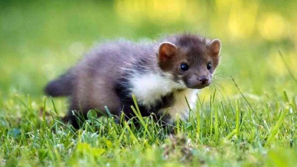 Scientists Just Found a Weasel in China With Powers Nobody Expected
