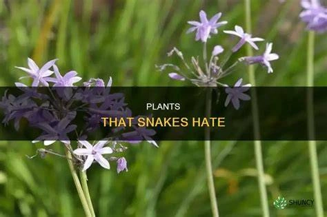 The Plant That Fills Your Garden With Snakes – Never Plant It Because It Attracts Them