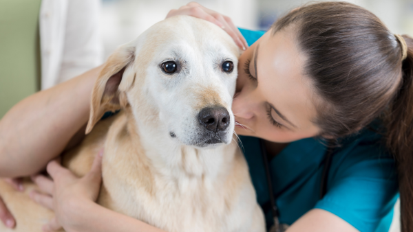 Psychologists Reveal: Pet Talkers Share These 8 Hidden Traits