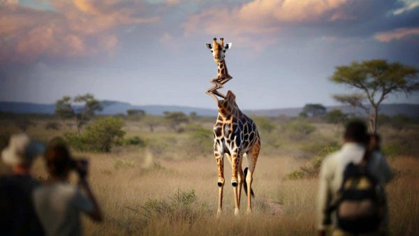 Shocking Reveal: Scientists Stunned by Giraffe’s Twisted Neck in South Africa