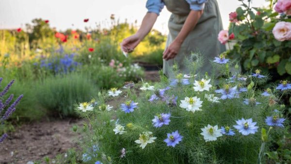 The Secret Spring Flower That Can Transform Your Garden All Summer Long