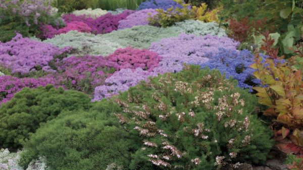 Unleash the Hidden Gems of Your Garden: 3 Groundcover Plants That Bloom All Year Round