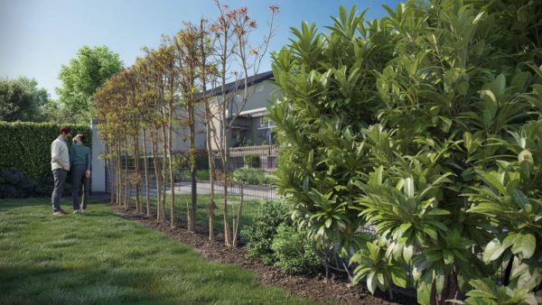 Unlock the Secret to Backyard Bliss: Discover the Evergreen Shrub Transforming Privacy