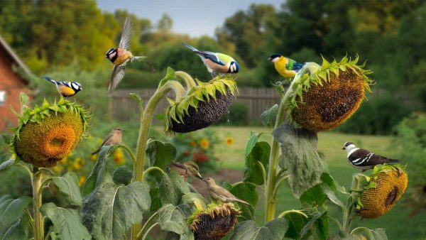 Forget Birdfeeders! This Garden Plant Magically Attracts Birds