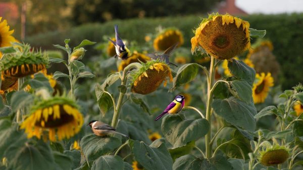 The Surprising Garden Plant That Attracts More Birds Than Bird Feeders